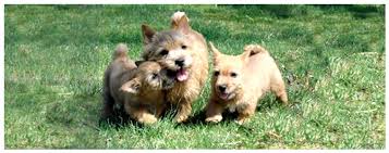 The norwich terrier is certainly one of the best norwich puppies, in particular, are really cute. Highwood Norwich Kennel Knowlton A Reynders Owner Breeder Exhibitor Judge