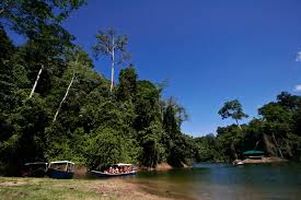 Denna parasitära växt utstrålar en illaluktande kadaverisk lukt, men det är mycket vackert externt, därför är turisterna ivriga att se den. Royal Belum State Park Gowhere Malaysia