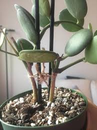 We did not find results for: Silver Dollar Vine Trunk Drying And Distal Leaves Wrinkling I Water Regularly What S Wrong Plantclinic