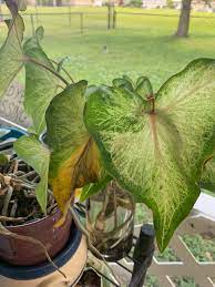 Caladiums can be an irritant if ingested. Help A Friend Gave Me These Caladium Cuttings No Roots Will They Not Propagate In Water Plantclinic