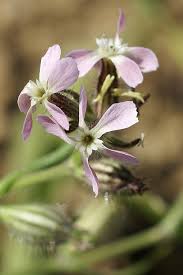 Image result for Silene gallica