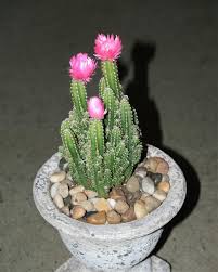 Jade are one of the quintessential succulent house plants that almost everyone can recognize and most plant lovers to keep in their home. The Easiest Way To Compare Wedding Vendors In Your Area Best Potted Plants Cacti And Succulents Cactus Types