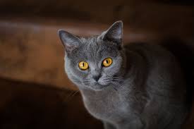 Black And White Cat With Gold Eyes Gray Cat With Golden Eyes By Jaroslaw Szuszkiewicz Photo 300065839 500px Grey Cats Blue Cats Cats