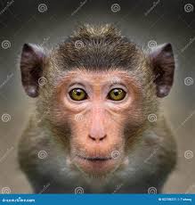2,576 Small Simian Stock Photos