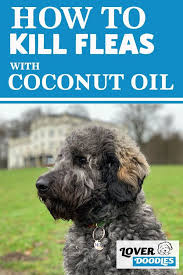 Does Coconut Oil Kill Fleas In 2020 Fleas Dog Treatment Dog Health Tips
