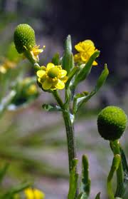 Image result for Ranunculus sceleratus