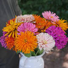 Zinnias are very easy to grow from seed, which makes them a very economical choice in the garden. Giant Cactus Mix Zinnia Seeds From Park Seed