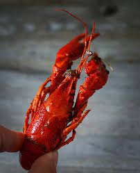 0 次赞 1 条评论 cherry cheng endlessjune 在instagram 发布 南虾北羊十三香小龙虾 china zhejiang hangzhou crawfish garlic food chinese fresh catch seafood meat jerky