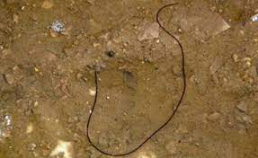 Horsehair Worms Umn Extension