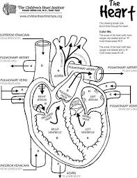 Download Or Print This Amazing Coloring Page Free Anatomy Coloring Page Heart Diagram Nurse Nursing Study