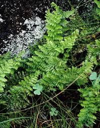 Image result for Mohria