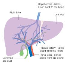 A primary liver cancer is uncommon; File Diagram Showing The Two Lobes Of The Liver And Its Blood Supply Cruk 376 Svg Wikimedia Commons