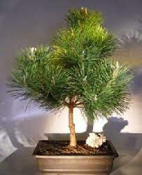 Coastal japan and south korea horticultural use: Japanese Black Pine Bonsai Tree Pinus Thunbergii Thunderhead