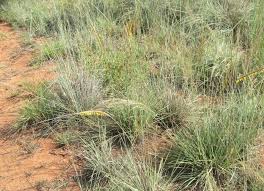 Image result for Trachypogon spicatus