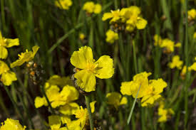 Yellow tennessee is a participant in the amazon services llc associates program, an affiliate advertising program designed to provide a means for sites to earn advertising fees by advertising and. Yellow Eyed Grass Varieties How To Grow Yellow Eyed Grass Plants