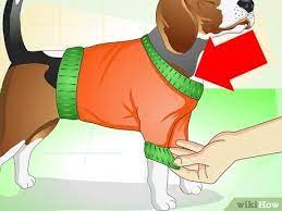 How To Care For A Dog With Stitches 10 Steps With Pictures
