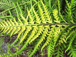 Image result for Pityrogramma