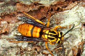 Bee flies (bombyliidae), flesh flies (sarcophagidae), cuckoo wasps (chrysididae), and velvet ants (mutillidae) are also reported to use sceliphron caementarium as a host in florida (obin 1982). Yard Wasps Entomology