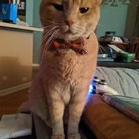 Spider-Gwen Omnibus by Jason Latour