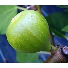 Check spelling or type a new query. Buy Kadota Edible Fig Plant Ficus Carica Sweet 4 Pot Online In Senegal B00g2by6me