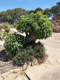 Image result for Phytolacca dioica