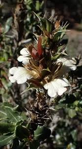 Image result for Blepharis