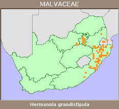 Image result for Hermannia grandistipula