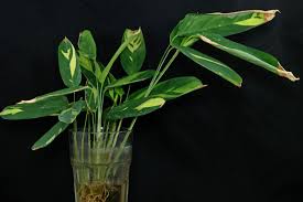 What is the best fertilizer for prayer plants? How To Grow Ctenanthe Marantifolia From Cuttings