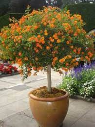 How to grow lantana plant and trees. Pin On Gardening