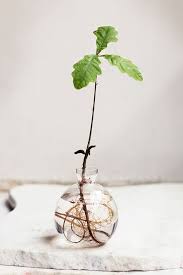 While all of the solutions for watering indoor plants while on vacation discussed so far have been ways to take care of houseplants that are you usually need to water plants that are newly repotted from the top forabout 12 weeks or so before switching to the reservoir while the plant roots establish. Pin On Gahden