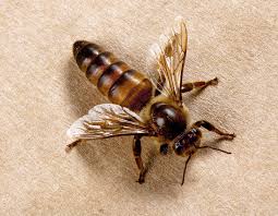 Image result for Queen bee