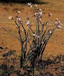 Image result for Adenium boehmianum