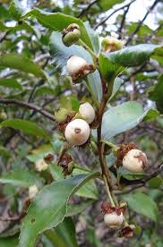 Image result for Aphloia theiformis