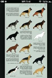 german shepherd color chart petsidi