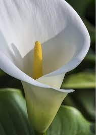 Calla Lily Greeting Card For Sale By Bruce Frye Arum Lily Calla Lily Flowers Photography
