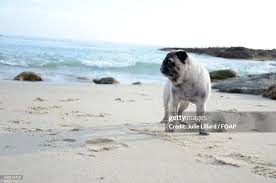 Cute Dog Standing On Beach High-Res Stock Photo