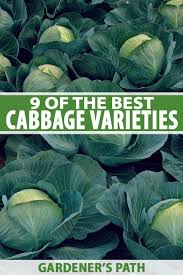 We did not find results for: 9 Of The Best Cabbage Varieties Gardener S Path