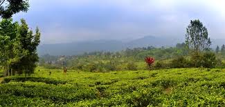 Apabila terdapat data elektronik based yang berbeda dengan data paper based, maka yang menjadi. Hotel Dan Wisata Kebun Teh Agrowisata Gunung Mas Dibuka Lagi