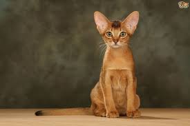 Abyssinian cats & kittens in uk. Abyssinian Cat Breed Facts Highlights Buying Advice Pets4homes