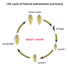 Image result for lice life cycle