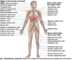 Blood vessels labeled simple : Difference Between Arteries And Veins Guidance Corner