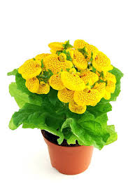 Image result for Calceolariaceae