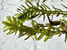 Image result for Elodea