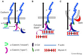 Cell junctions primarily act as communicators between cells. Tensile Forces And Mechanotransduction At Cell Cell Junctions Sciencedirect