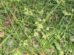 Yellow nutsedge is more widespread than purple nutsedge due to its greater cold tolerance. Yellow Nutsedge Nutgrass Lawn Weed Id Control