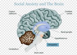 Conditions comorbid to autism spectrum disorders. Human Brain Autism Autistic Spectrum Disorders Amygdala Brain Human Brain Autism Png Pngegg