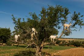 Résultat de recherche d'images pour "arbre d argan"