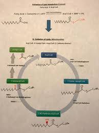 Image result for Fatty Acid