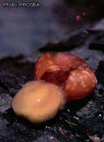 Image result for Chasmanthera dependens