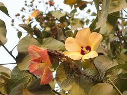 Image result for Hibiscus tiliaceus